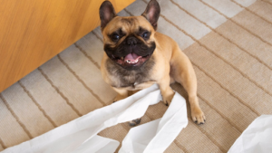 Make Potty Training Hassle-Free: 10 Expert Tips for Pawrents