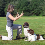 How To Choose the Right Dog Behavioural Training Program