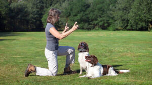 How To Choose the Right Dog Behavioural Training Program