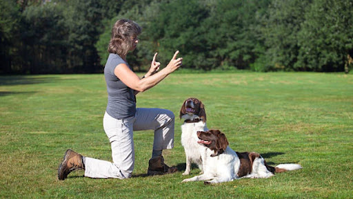 How To Choose the Right Dog Behavioural Training Program