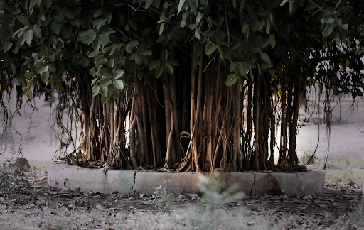 Peepal Tree: A Symbol of Longevity, Health, and Environmental Balance