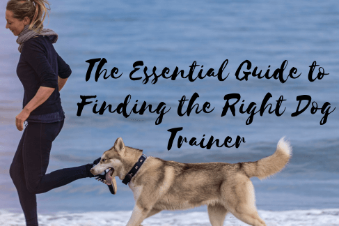 The Essential Guide to Finding the Right Dog Trainer