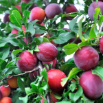 Plum tree