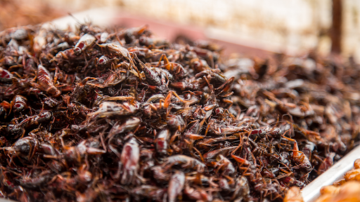 Why Are Edible Bugs Gaining Popularity Around The World In 2025?